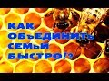 Как быстро и просто объединить две пчелиные семьи!?