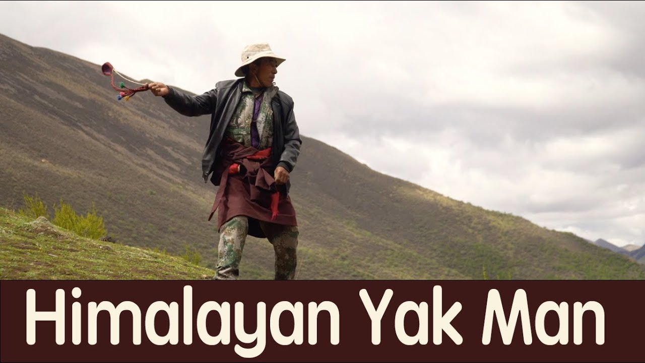 Himalayan Yak Man: His Daily Life; Finding Most Expensive Mushroom in ...