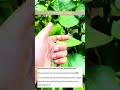 How to Properly Harvest Sitaw(String Beans) with One Hand Satisfying Harvesting Sounds #satisfying