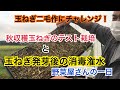 テストで秋収穫玉ねぎ定植と玉ねぎ苗消毒潅水作業