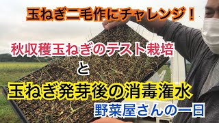 テストで秋収穫玉ねぎ定植と玉ねぎ苗消毒潅水作業