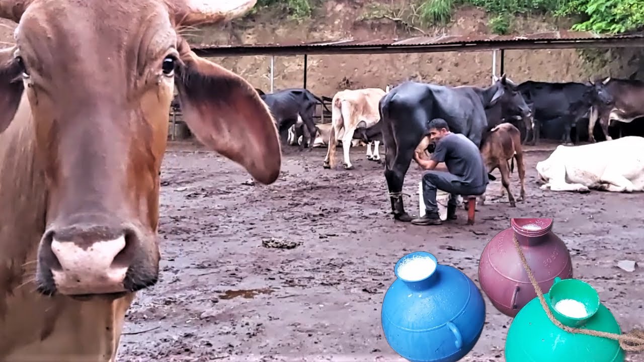 Ordeñando las Vacas en el Corral de Don Ever | Trabajo Duro Y Pesado ...