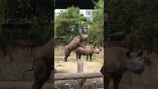 تزاوج حيوان وحيد القرن 😬
