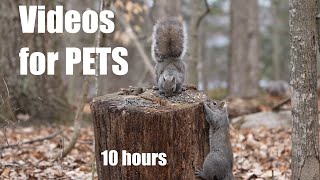 Cat TV for Cats to Watch 😺 - Forest Squirrels Battle for Seeds - 10 Hours - Apr 01, 2024 by Handsome Nature 3,895 views 3 weeks ago 10 hours