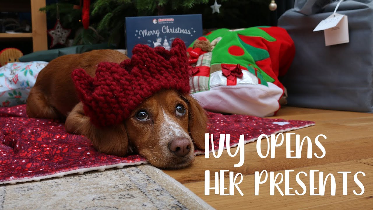 PUPPY opens XMAS PRESENTS | That Cockapoo Ivy - YouTube