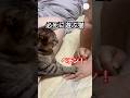 ペチン‼️パパと手遊びする猫　#キジトラ #猫 #猫動画 #猫のいる暮らし #猫好き