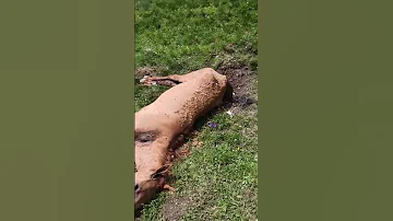Нападение волков! Задрали лошадь и корову в Дагестане.