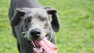 How often should you groom a Great Dane?