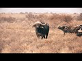 Ultimate African hunting compilation Vol 5. Including Elephant hunt, Buffalo hunt, and Rhino hunt.