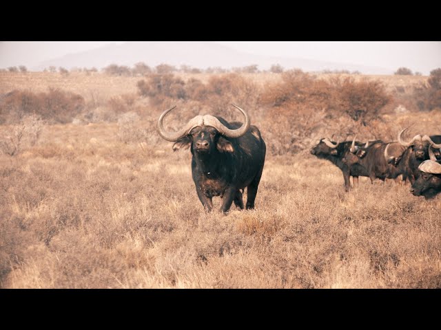 Ultimate African hunting compilation Vol 5. Including Elephant hunt, Buffalo hunt, and Rhino hunt. class=