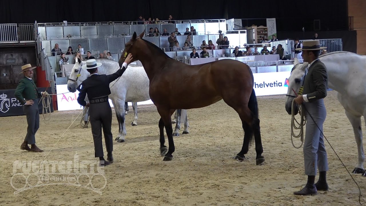 SICAB 2025. 35ª Edición del Salón Internacional del Caballo.