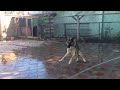 Купаем нашего охранника-немецкую овчарку