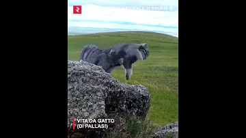 Dove si trova il gatto di Pallas?