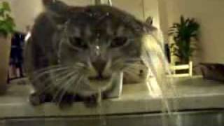 cat taking his morning shower... hangover?