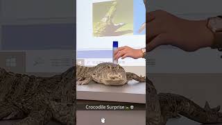 Crocodile Core