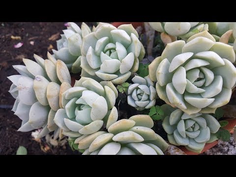 Video: Cultivo de plantas de Graptoveria: aprenda sobre el cuidado de las plantas suculentas de porcelana