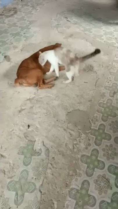 perkawinan silang kucing dan anjing #shorts