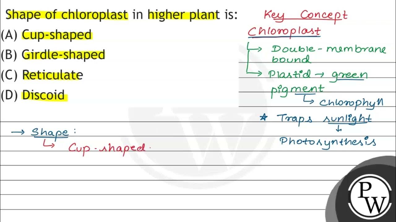 Shape of chloroplast in higher plant is: (A) Cup-shaped (B) Girdle-shaped  (C) Reticulate (D) Discoid 