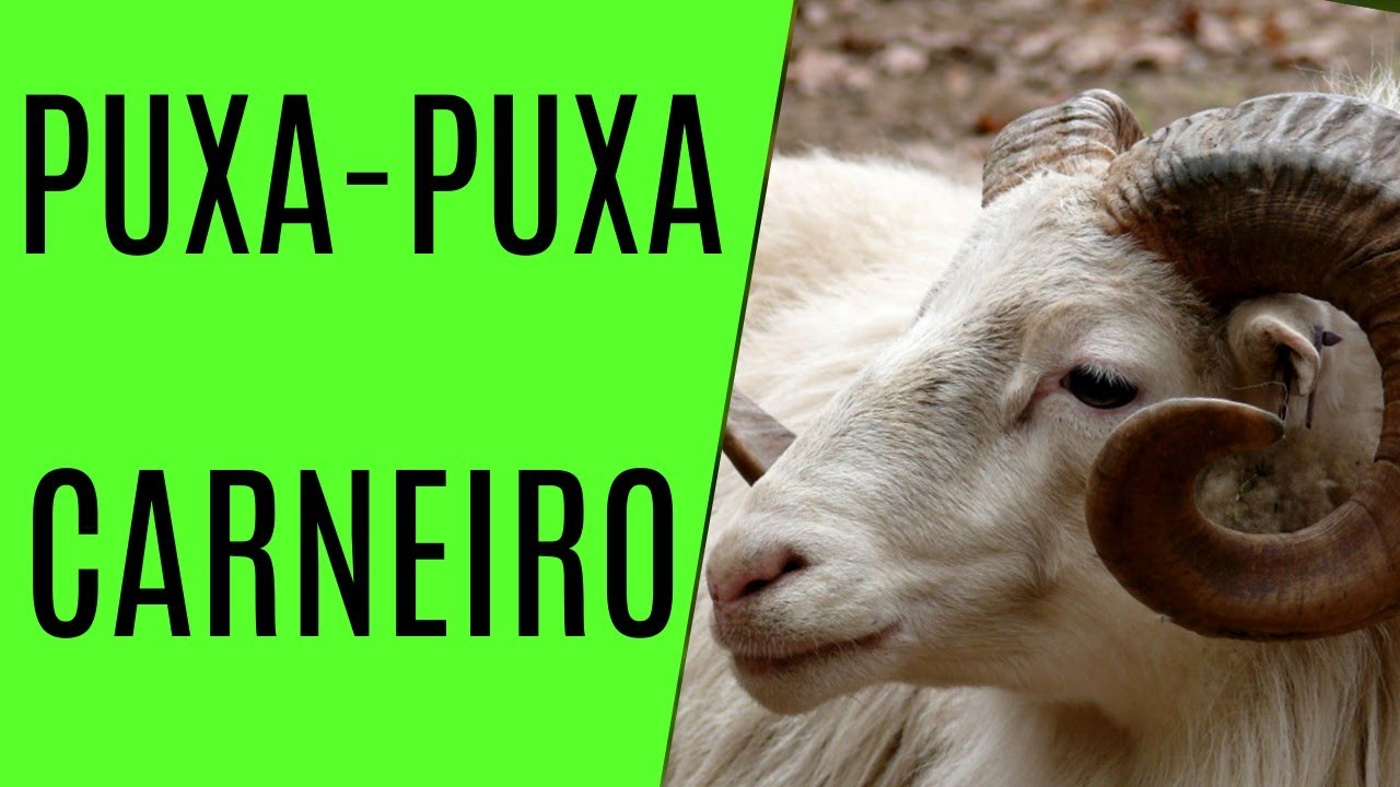 PUXADA DO CARNEIRO! - YouTube