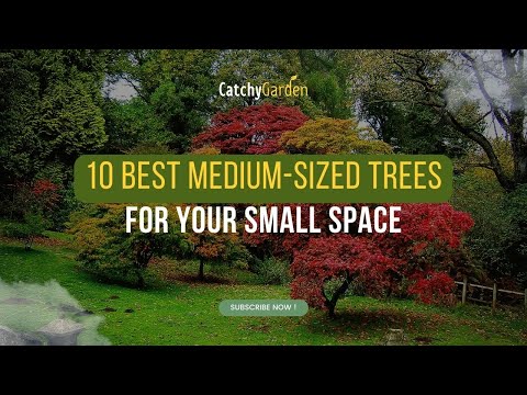10 Best Medium-Sized