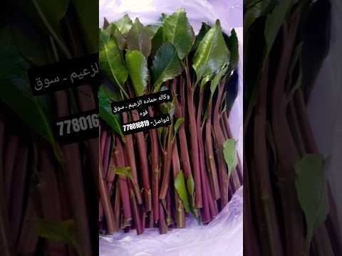 وكاله حماده الزعيم لاجود انواع القات الصعدي فاخر المعدوم