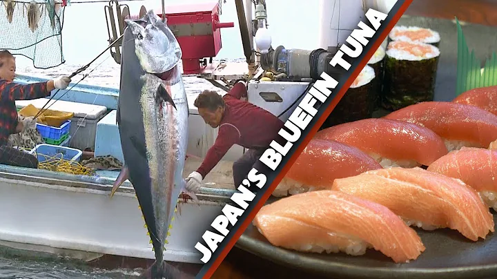 Bluefin Tuna (Maguro) Story | Sea to Sushi Shop ★ ONLY in JAPAN - DayDayNews