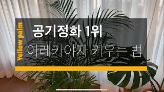 키우기 쉬운 추천 식물, 공기정화 효과 1위 아레카야자 키우는 법! 화초 선물 추천!