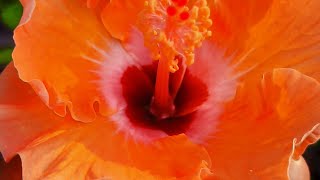 Gardenview And Misc. Is Live Hisbiscus Flowers