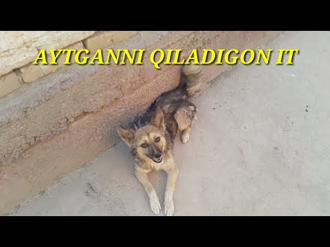 Video: Qanday Qilib Huskyni O'rgatish Kerak