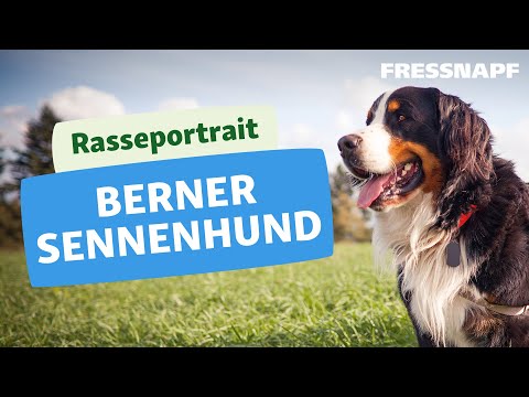 Video: Sind Rottweiler verwandt mit Berner Sennenhunden?