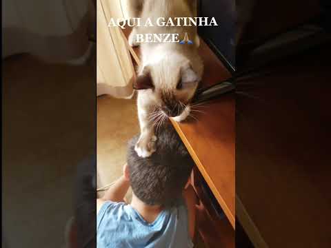 GATA BENZENDO CRIANÇA🌿