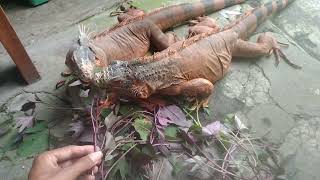 Daun Ubi Jalar Salah Satu Kesukaan Iguana
