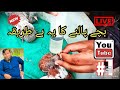 How to growth pigeons chicks in summer or winter care tips gulgasht pigeons