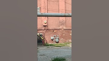 #youtube #youtubers #subscribe #follow #like #youtubeshorts #video #birds #bug