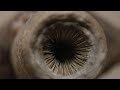 Dune 2 - Little Sandworm Scene | 4K