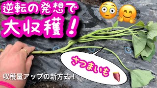 大きなさつまいもをたくさん育てる驚きの方法！