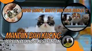 GROOMING BAYI KUCING Usia1 BULAN ! BOLEH ATAU TIDAK ? | Cara Mandiin Bayi Kucing Persian PeakNose