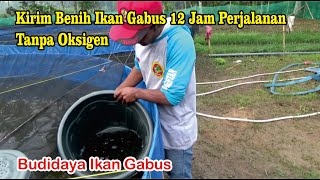 Kirim Benih Ikan Gabus 12 Jam Perjalanan Tanpa Oksigen || Budidaya Ikan Gabus