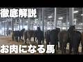 【徹底解説】競り会場にいるお肉になる馬