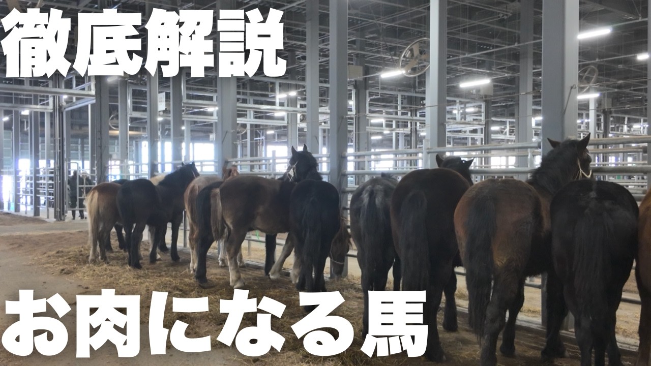 【徹底解説】競り会場にいるお肉になる馬