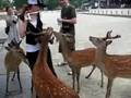 Mildly Violent Deer at Nara Park