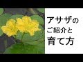 アサザのご紹介と育て方