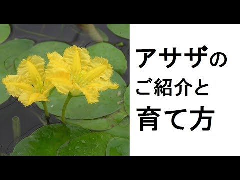 アサザのご紹介と育て方 Youtube