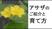 水位の変化に強い 水陸両用 水生植物 ルイジアナアイリスを ご紹介 ビオトープにおすすめ Youtube