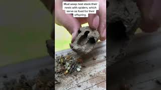 Mud Wasp Nest Full of Spiders! Dirt Cocoon On Wall