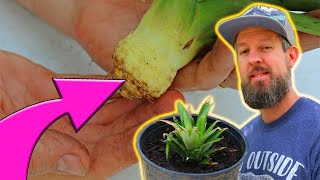 You Have to See this Trick to Growing Pineapples from Pineapple Tops