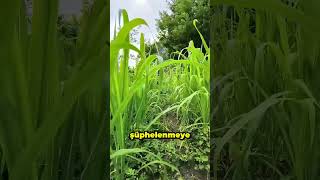 Bu Adam Zamanı Ileri Sardı Viral Oldu