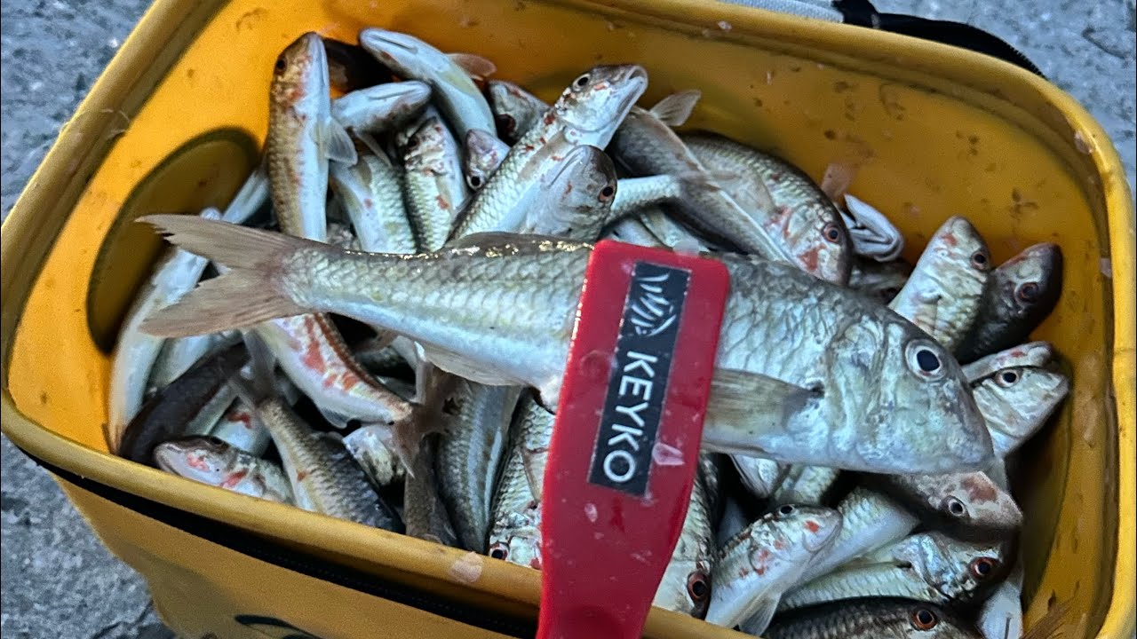 БАРАБУЛЯ. Попали на раздачу. Как и на что ее ловить? 