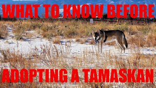 What to Know Before Adopting a Tamaskan