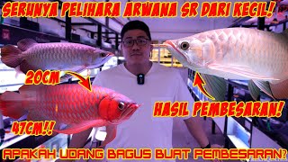 MERAWAT ARWANA SUPER RED DARI KECIL LEBIH SERU?! MASA SIH! + HASIL PEMBESARAN ARWANA 20CM - 47CM!